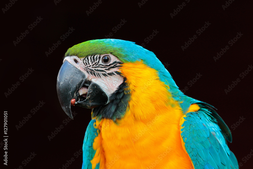 Obraz premium Beautiful parrot. Portrait of blue-and-yellow macaw, Ara ararauna, detail portrait of macaw, large South American parrot with blue top parts and yellow under parts. Parrot from Pantanal, Brazil