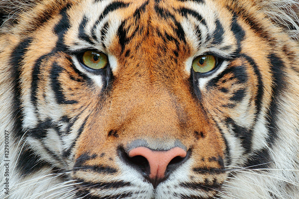 Fotobehang detail portret van tijger. Sumatraanse tijger, Panthera tigris sumatrae, zeldzame tijgerondersoort die op het Indonesische eiland Sumatra leeft. Mooi gezichtsportret van tijger. Gestreepte bontjas. - Nikkel-Art.nl