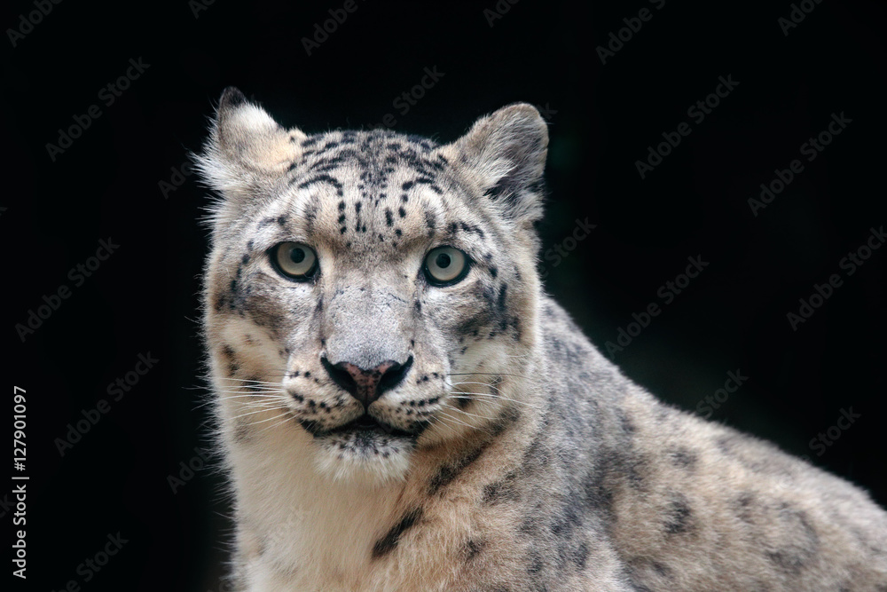 Naklejka premium Szczegółowy portret pięknego dużego kota lamparta śnieżnego, Panthera uncia. Portret twarz lamparta z jasnym czarnym tłem. Park Narodowy Hemis, Kaszmir, Indie. Scena dzikiej przyrody z Azji. Futro w cętki