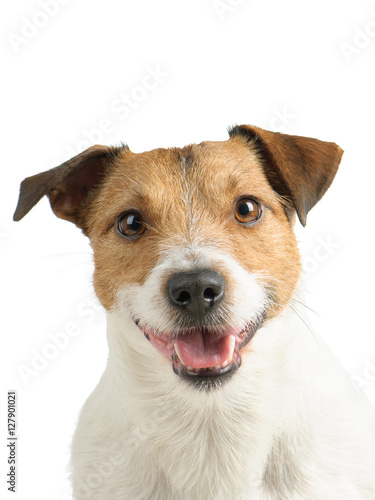 Isolated on white portrait of Jack Russell Terrier dog pet