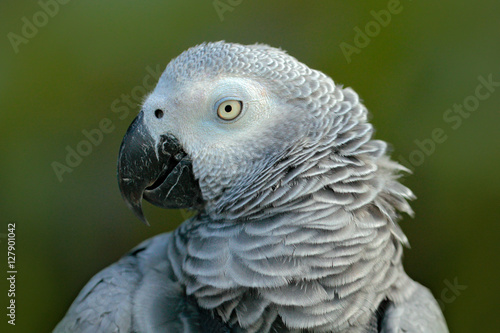 Detail portrait of beautiful grey parrot. African Grey Parrot, Psittacus erithacus, sitting on the branch, Africa. Bird from the Gabon green tropic forest.