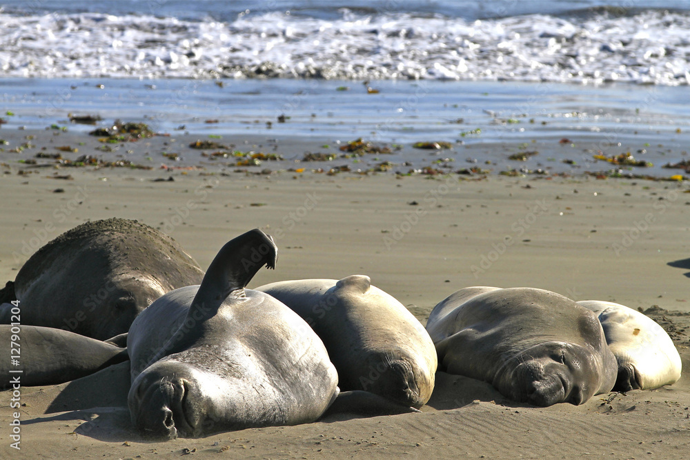Fototapeta premium Elephant seal