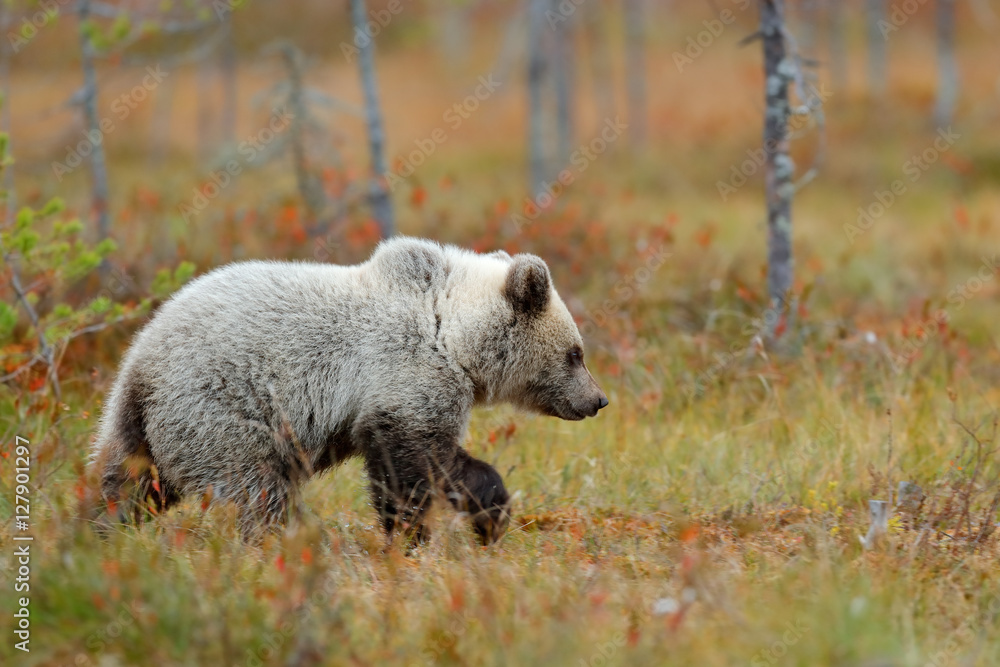Naklejka premium Autumn forest with bear cub. Beautiful baby brown bear walking around lake with autumn colours. Dangerous animal in nature forest and meadow habitat. Wildlife scene from Finland near Russia bolder.