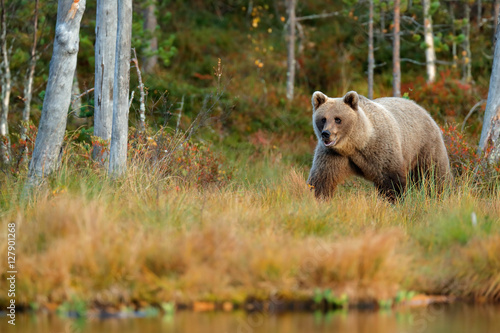 Wildlife scene from Finland near Russia bolder. Autumn forest with bear. Beautiful brown bear walking around lake with autumn colours. Dangerous animal in nature forest and meadow habitat. © ondrejprosicky
