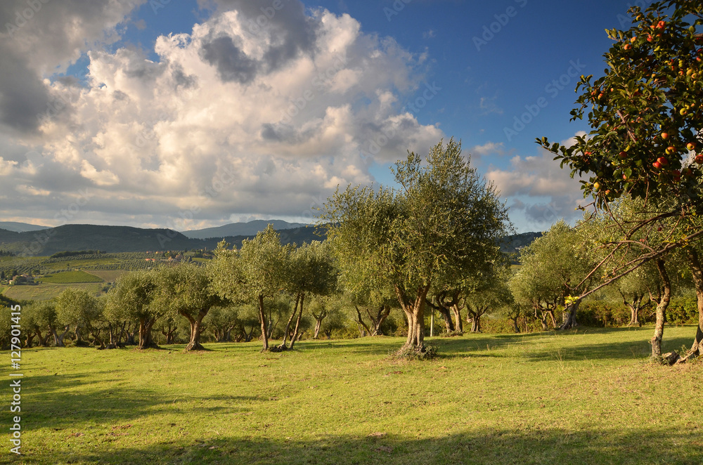 Olive groves in Chianti in a beautiful day in autumn, Tuscany Italy.