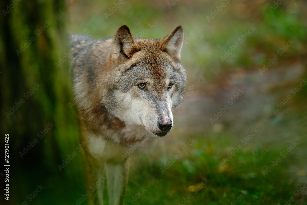 Gray wolf, Canis lupus, in the green leaves forest. Detail portrait of wolf in the forest. Wildlife scene from north of Europe. Beautiful wild animal hidden behind the tree trunk. Wolf in the nature.