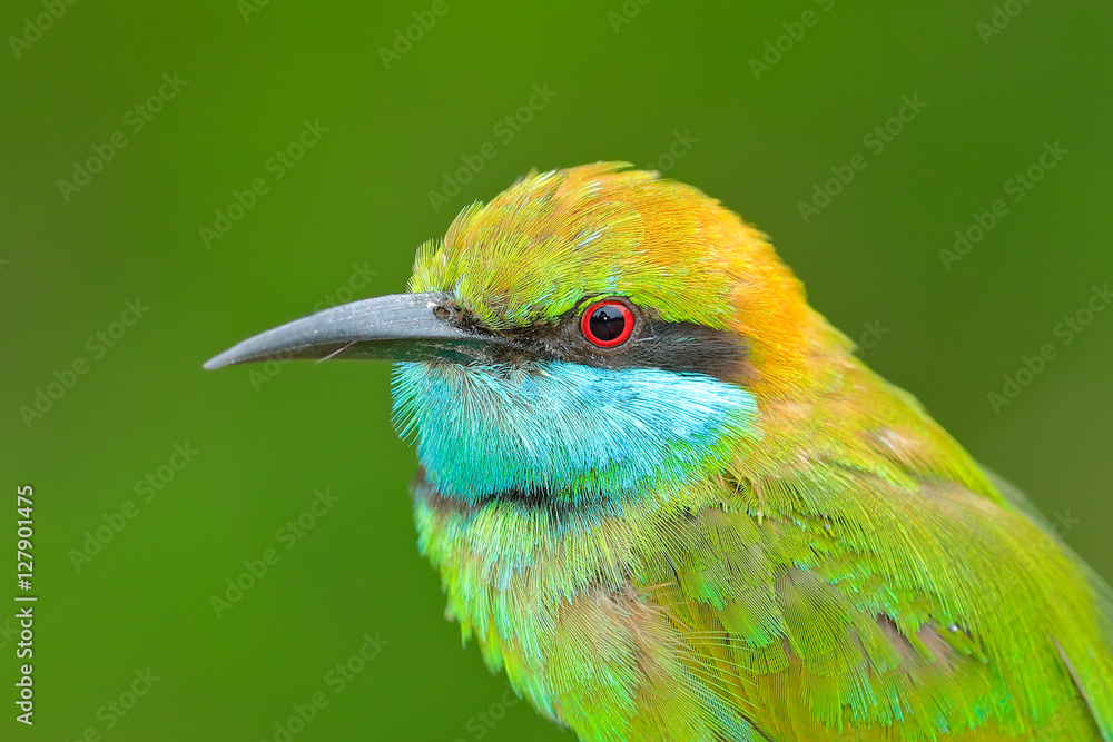 Obraz premium Portrait of beautiful bird from Sri Lanka. Little Green Bee-eater, Merops orientalis, exotic green and yellow rare bird from Sri Lanka. Coloured Bee-eater sitting on the branch. Bird from Asia.