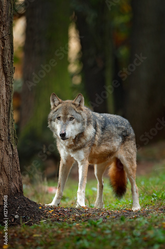 Wolf in the forest with trees. Gray wolf, Canis lupus, in the orange leaves. Two wolfs in the autumn orange forest. Animal in the nature habitat. Wildlife scene with wolfs in the autumn forest.