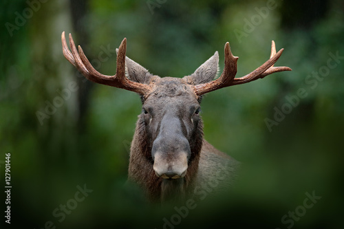 Detail portrait of elk, moose. Moose, North America, or Eurasian elk, Eurasia, Alces alces in the dark forest during rainy day. Beautiful animal in the nature habitat. Wildlife scene from Sweden. photo