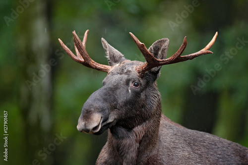 Detail portrait of elk, moose. Moose, North America, or Eurasian elk, Eurasia, Alces alces in the dark forest during rainy day. Beautiful animal in the nature habitat. Wildlife scene from Finland