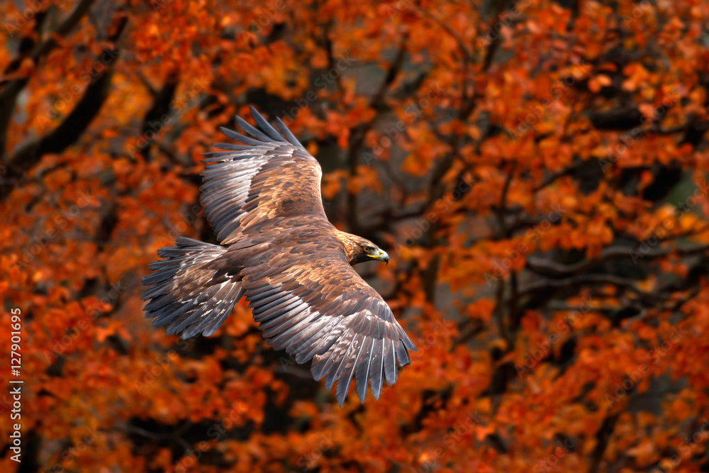 Birds of Prey on the Meadow with Autumn Forest in the Background
