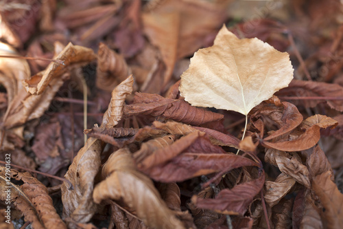 Close-up view of colorful Autumn leaves on the floor.