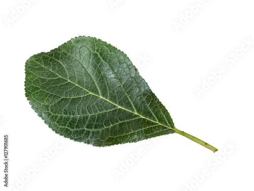 Plum leaves isolated on a white background. Leaf from an plum tree cut from background
