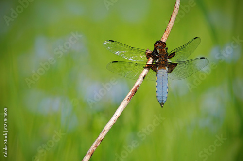 Broad-bodied Chaser, Libellula depressa. Macro picture of dragonfly on the leave. Dragonfly in the nature. Dragonfly in the nature habitat. Wildlife scene from the meadow