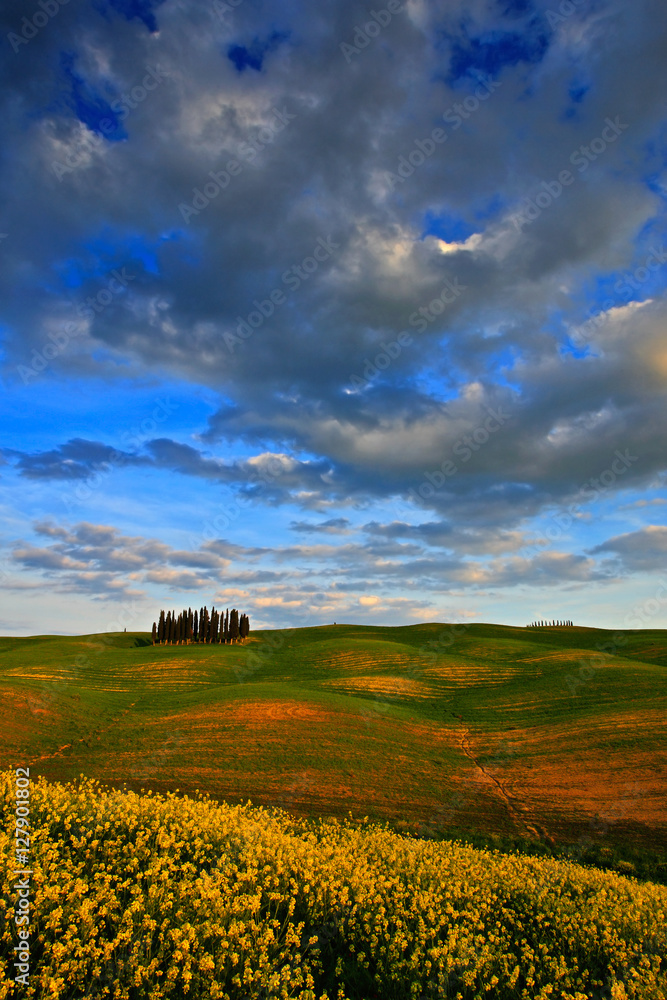 Summer meadow with dark blue sky with white clousds, Tuscany, Italy. Tuscany landscape in summer. Summer green meadow with tree grove below blue sky with white clouds. Summer landscape in Tuscany.
