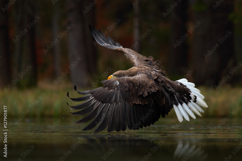 Fototapeta premium Eagle in fly above the dark lake. White-tailed Eagle, Haliaeetus albicilla, flight above the water river, bird of prey with forest in background, animal in the nature habitat, wildlife, Norway.
