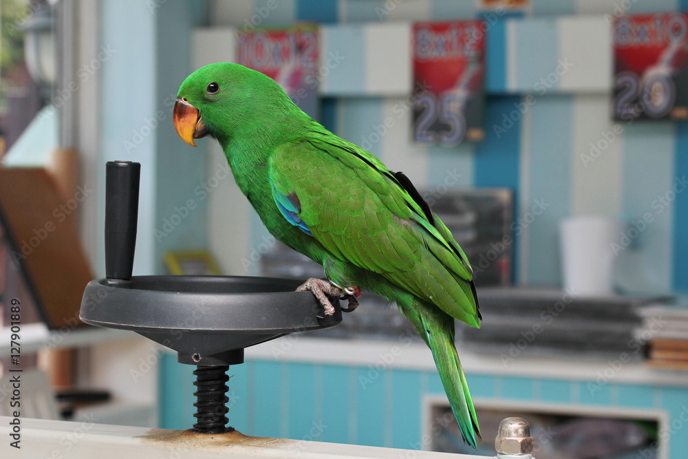 Male Eclectus Parrot, age two months in house. Selective focus. Male Eclectus Parrot, age two months in house. Selective focus.