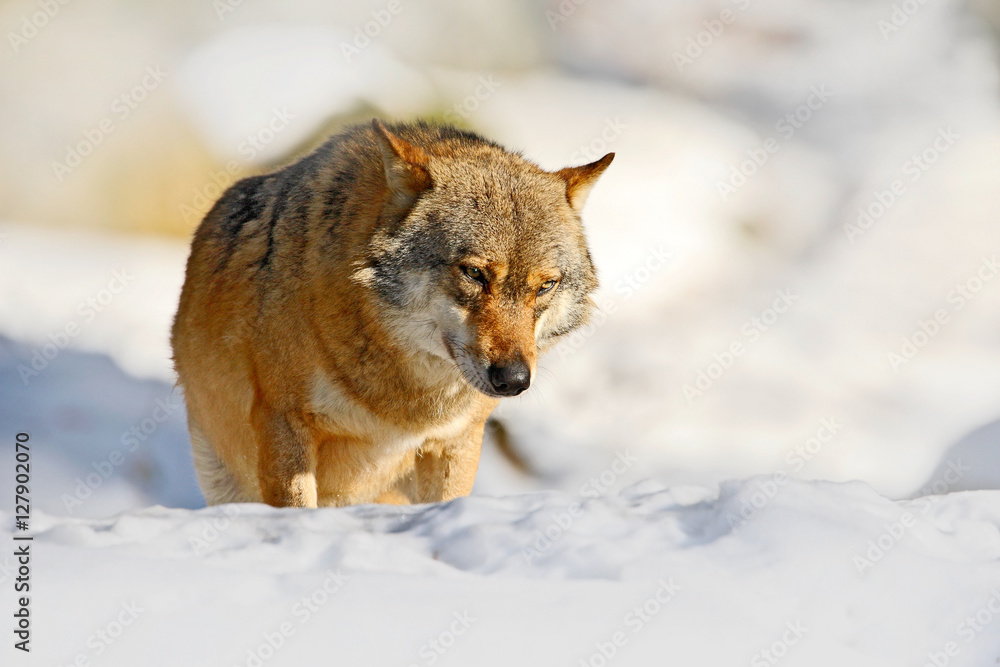 Fototapeta premium Winter nature scene with wolf. Gray wolf, Canis lupus, lying in the white during winter. Wildlife in Europe. Sunny day with snow. Wolf in the nature habitat.
