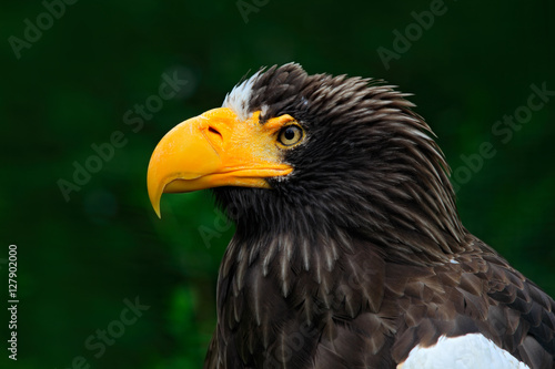 Steller s sea eagle  Haliaeetus pelagicus  portrait of brown bird of prey with big yellow bill  Kamchatka  Russia. Beautiful detail portrait of bird.