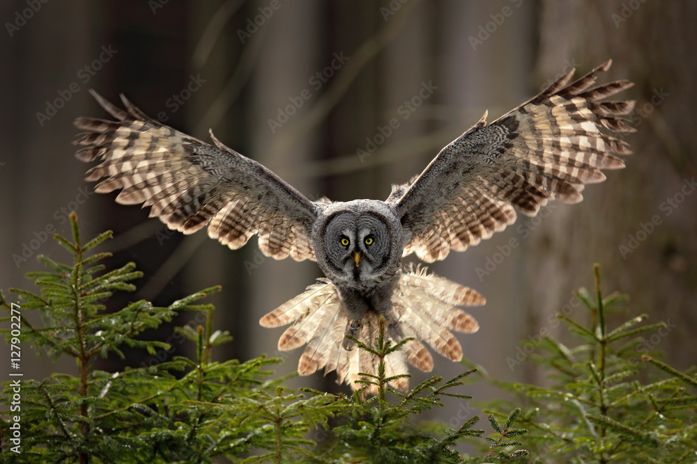 Naklejka premium Scena akcji z lasu z sową. Latające Great Grey Owl, Strix nebulosa, powyżej zielone świerk z pomarańczowym tle ciemnego lasu. Dzika przyroda w Szwecji. Ptak w locie z otwartym skrzydłem.