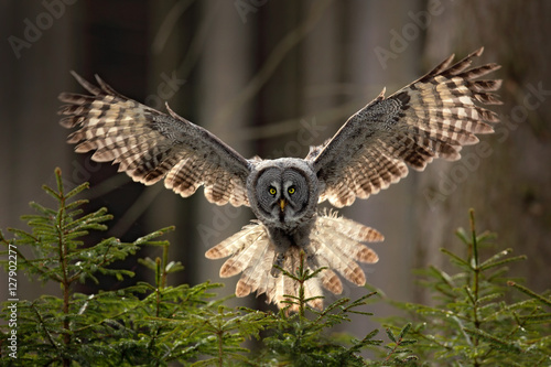 Action scene from the forest with owl. Flying Great Grey Owl, Strix nebulosa, above green spruce tree with orange dark forest background. Wildlife in Sweden. Bird in fly with open wing.