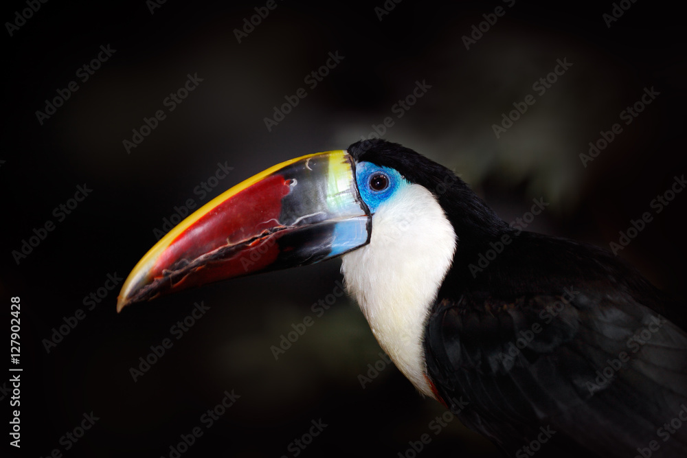 Detail portrait of toucan. Bill toucan portrait. Beautiful bird with big beak. Big bill bird White-throated toucan, Ramphastos tucanus, sitting on branch in tropical green jungle background, Brazil Detail portrait of toucan. Bill toucan portrait. Beautiful bird with big beak. Big bill bird White-throated toucan, Ramphastos tucanus, sitting on branch in tropical green jungle background, Brazil