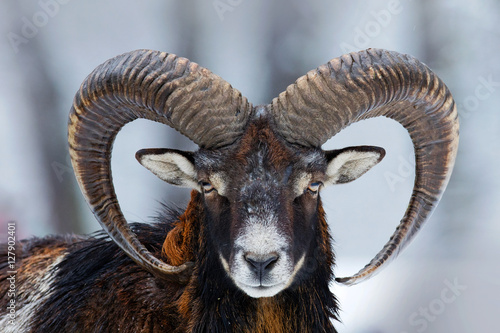 Winter portrait of big forest animal. Mouflon, Ovis orientalis, forest horned animal in nature habitat. Close-up portrait of mammal with big horn, Czech Republic. Wild sheep in the snow. Cold winter. photo