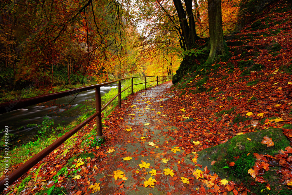 Obraz premium Czech autumn landscape with orange and yellow leaves in the water, dark forest in the background, Kamenice river, in Czech national park, Ceske Svycarsko, Bohemian Switzerland park, Czech Republic.