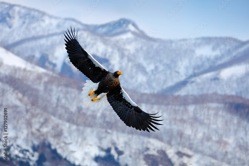 Fototapeta premium Mountain winter scenery with bird. Steller's sea eagle, flying bird of prey, with blue sky in background, Hokkaido, Japan. Eagle with nature mountain habitat. Winter scene with snow and eagle.