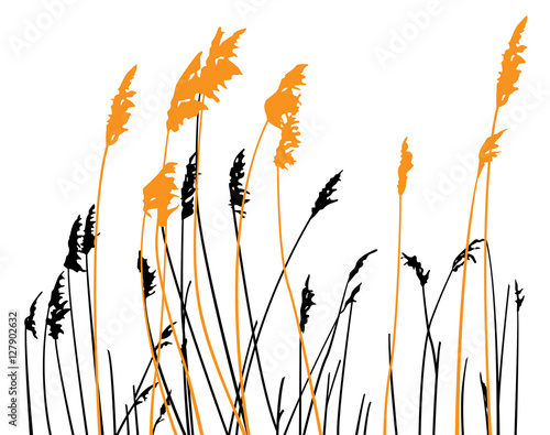 Steppe grass on white background