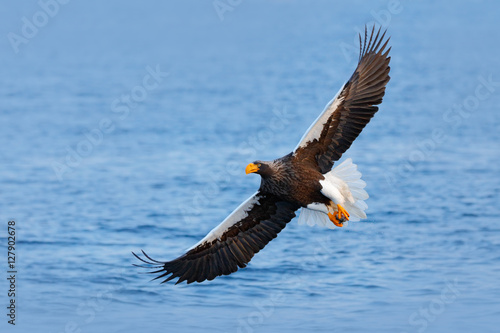 Eagle flying above the sea. Beautiful Steller's sea eagle, Haliaeetus pelagicus, flying bird of prey, with blue sea water, Hokkaido, Japan. Wildlife action behaviour scene from nature. Sea hunter.