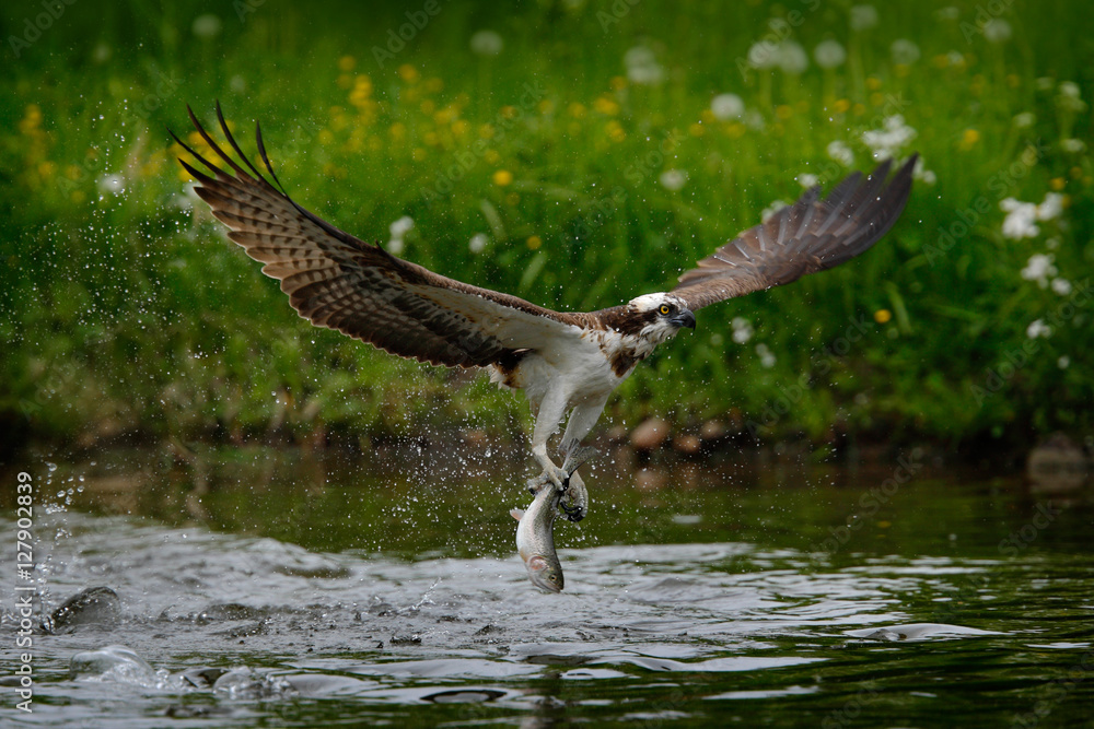 Osprey catching fish. Flying osprey with fish. Action scene with osprey in  the nature water habitat.