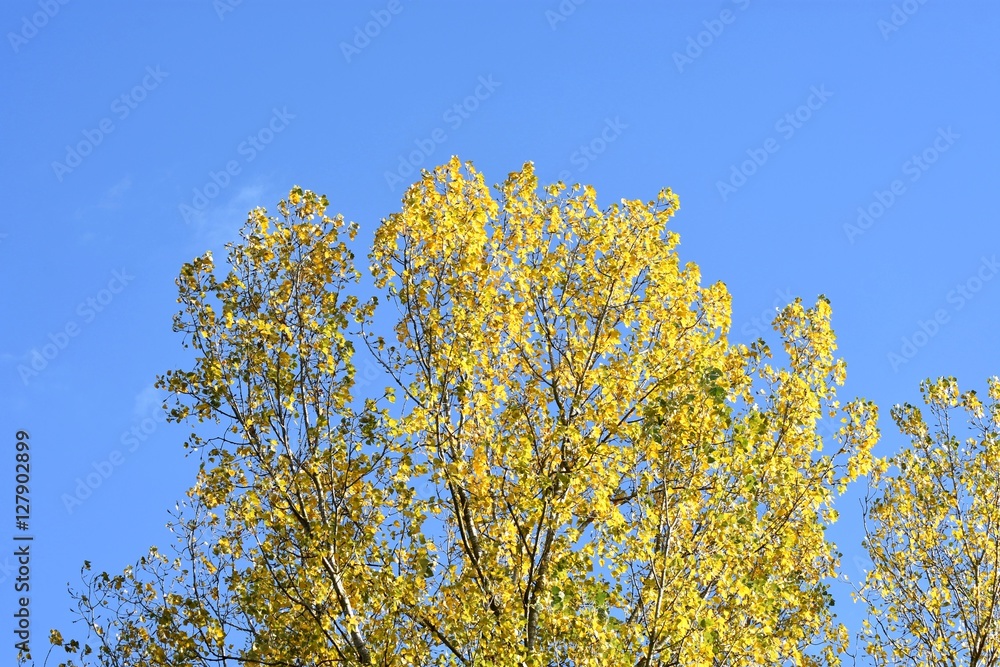 Tree in autumn
