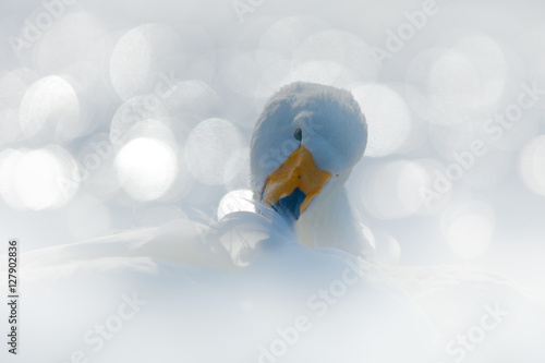 Whooper Swan, Cygnus cygnus, bird portrait with open bill, Lake Kusharo, other blurred swan in the background, winter scene with snow, Japan. Light in the background. Art view of swan.