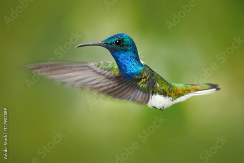 Action scene from nature, hummingbird in fly. Hummingbird in the forest. Flying blue and white hummingbird White-necked Jacobin. Hummingbird from Peru, clear background. Flying hummingbird.