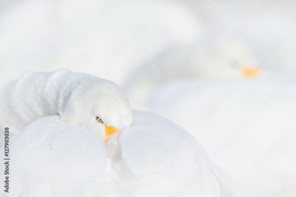 Naklejka premium Art view of swans. Whooper Swan, Cygnus cygnus, bird portrait with open bill, Lake Kusharo, other blurred swan in the background, winter scene with snow, Japan