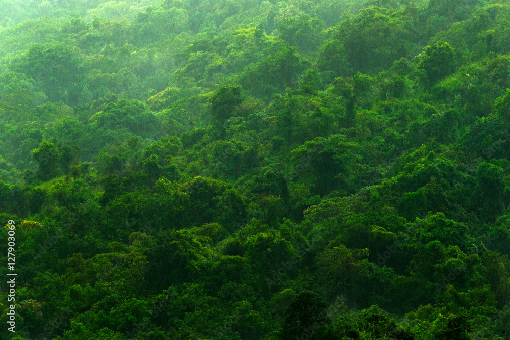Tropic forest during rainy day. Green jungle landscape with rain and