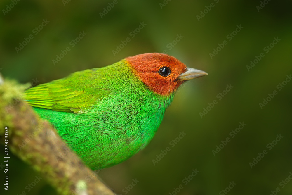 Fototapeta premium Bay-headed Tanager, Tangara gyrola toddi, exotic tropic blue tanager with red head, Santa Marta, Colombia. Blue and green songbird in the nature habitat. Beautiful blue exotic tropic bird.