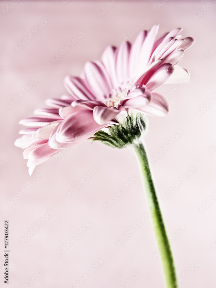 gerbera close-up, macro (124) gerbera close-up, macro (124)