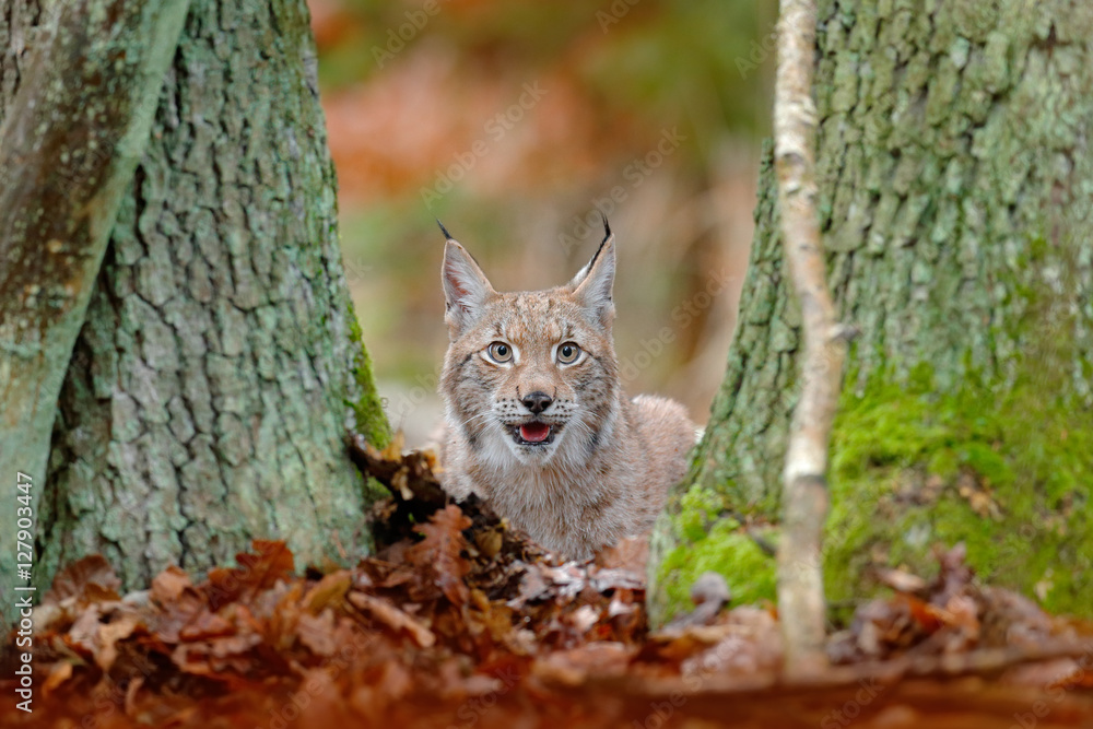 Eurasian Lynx, portrait of wild cat hidden in orange leaves. Wild animal hidden in nature habitat, Germany. Lynx between two tree trunks. Wildlife scene from forest, Germany. Head portrait of lynx.