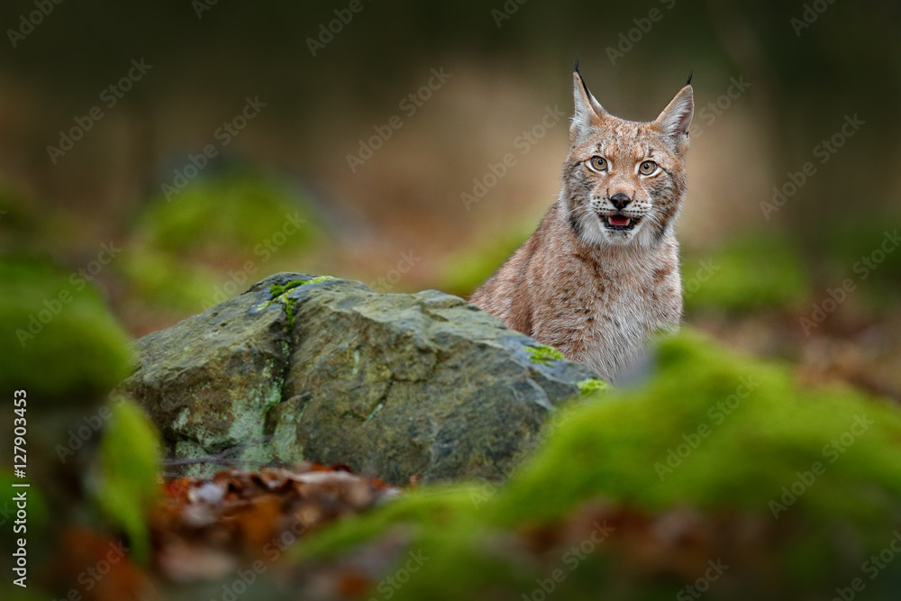 Lynx hidden in the green stone in forest. Lynx, Eurasian wild cat walking. Beautiful animal in the nature habitat, Sweden. Lynx climbing on the rock. Wildlife hunting scene, animal from central Europe Lynx hidden in the green stone in forest. Lynx, Eurasian wild cat walking. Beautiful animal in the nature habitat, Sweden. Lynx climbing on the rock. Wildlife hunting scene, animal from central Europe