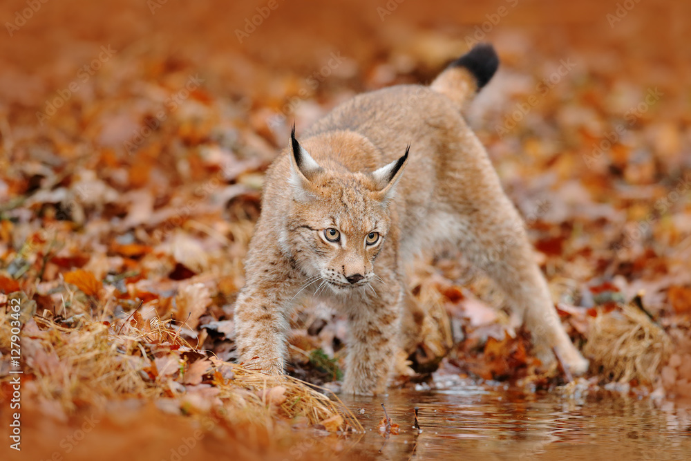 Naklejka premium Autumn forest with lynx. Lynx walking in the orange leaves. . Wild animal hidden in nature habitat, Germany. Lynx between two tree trunks. Wildlife scene from forest, Germany. Head portrait of lynx.