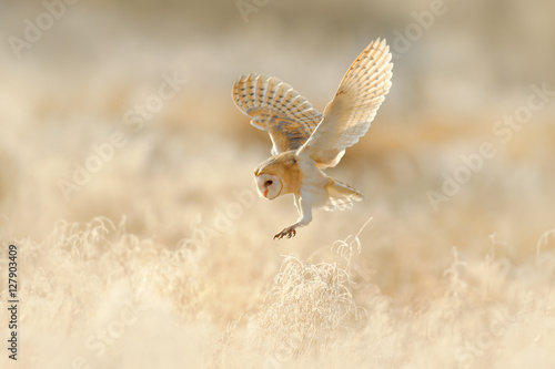 Owl flight. Hunting Barn Owl, wild bird in morning nice light. Beautiful animal in the nature habitat. Owl landing in the grass. Action wildlife scene with owl, United Kingdom. Nice low light.