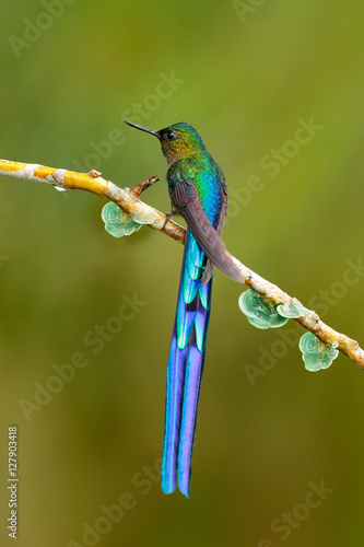 Bird with long tail. Beautiful blue glossy hummingbird with long tail. Long-tailed Sylph, hummingbird with long blue tail in the nature habitat, Colombia. Wildlife scene from tropic nature.