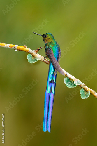 Tableau sur toile Bird with long tail