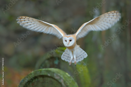 Barn owl with nice wings landing on headstone. Owl in the habitat. Action wildlife scene from Europe. Flying bird in the forest. Owl in fly above headstone. Animal from Czech Republic.