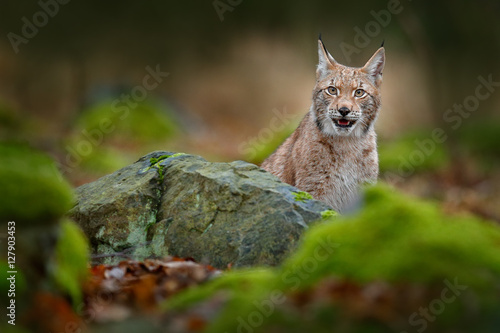 Lynx hidden in the green stone in forest. Lynx, Eurasian wild cat walking.  Beautiful animal in the nature habitat, Sweden. Lynx climbing on the rock.  Wildlife hunting scene, animal from central Europe