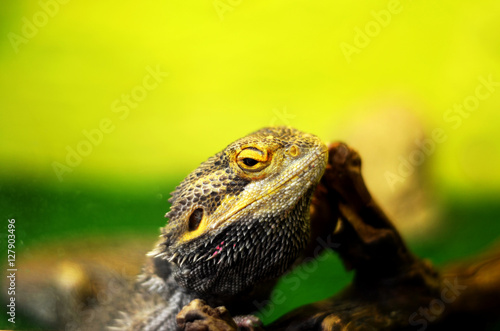 lizard closeup