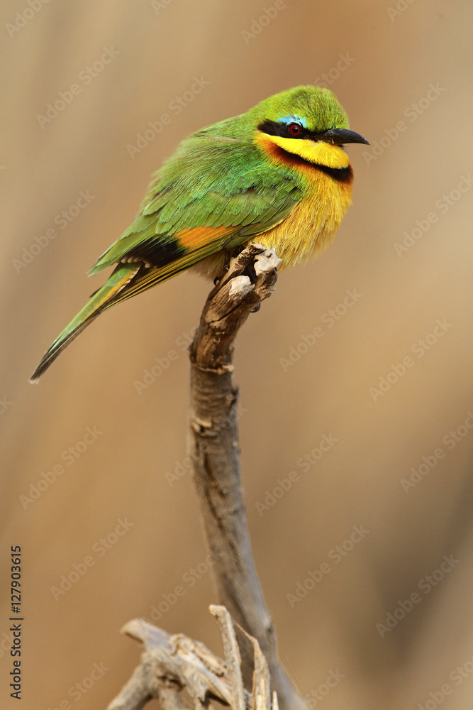 Obraz premium Little Bee-eater, Merops pusillus, detail of exotic green and yellow african bird with red eye in the nature habitat, Mali, Africa