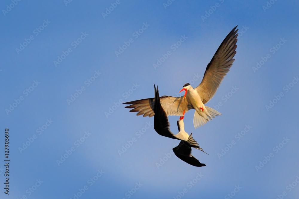 Obraz premium Fight on the sky. Two beautiful black and white bird with red bill fighting on blue sky. Duel on the air. African Skimmer, Rynchops flavirostris, in fly. Flight action wildlife scene in nature, Africa